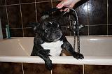 BAIN - BOULEDOGUE FRANCAIS 022